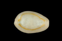 藏品(金環寶螺)的圖片